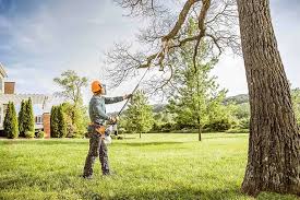 Best Tree Maintenance Programs  in Eulyptus Hills, CA