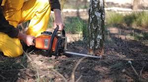 Best Hedge Trimming  in Eulyptus Hills, CA