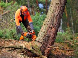 Best Storm Damage Tree Cleanup  in Eulyptus Hills, CA