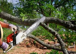 Best Tree Cabling and Bracing  in Eulyptus Hills, CA