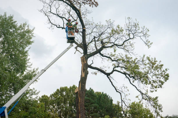 How Our Tree Care Process Works  in  Eucalyptus Hills, CA