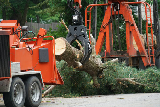 Lawn Watering Services in Eucalyptus Hills, CA