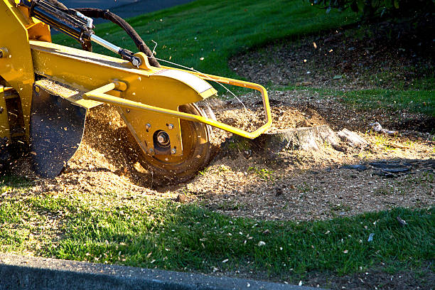 Tree and Shrub Care in Eucalyptus Hills, CA